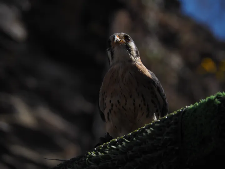 Roofvogelshow in Château de La Roche-en-Ardenne (België)